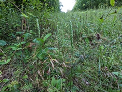 Spiranthes cernua