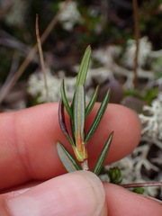 Kalmia microphylla