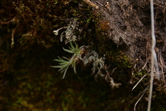 Sedum stenopetalum