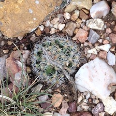 Escobaria vivipara arizonica