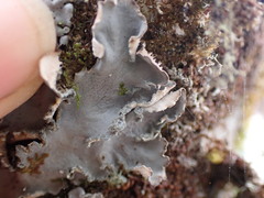 Peltigera collina