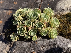 Saxifraga paniculata