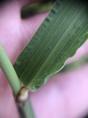 Cenchrus echinatus
