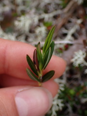 Kalmia microphylla