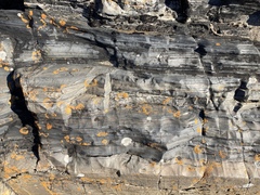 Saxifraga paniculata