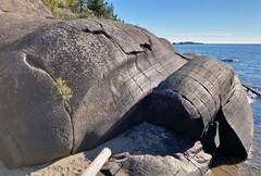 Saxifraga paniculata