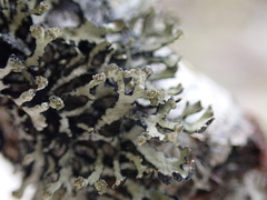Hypogymnia hultenii