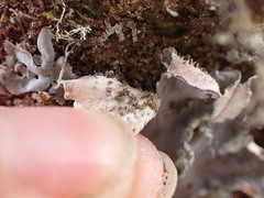 Peltigera collina