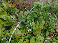 Angelica lucida