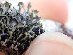 Hypogymnia hultenii