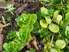 Sedum kimnachii
