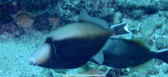 Sufflamen chrysopterum