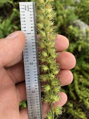 Cenchrus echinatus