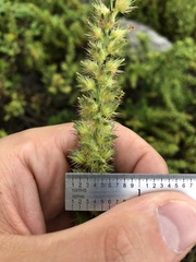 Cenchrus echinatus