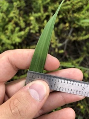 Cenchrus echinatus
