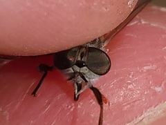 Hamatabanus floridensis