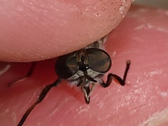 Hamatabanus floridensis