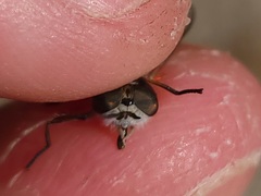 Hamatabanus floridensis