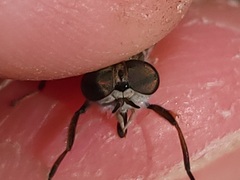 Hamatabanus floridensis