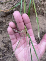 Austrostipa flavescens