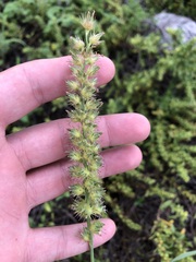 Cenchrus echinatus
