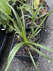Liatris spicata