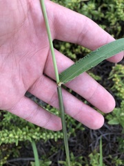Cenchrus echinatus