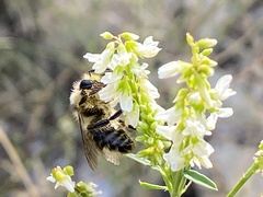 Bombus flavidus