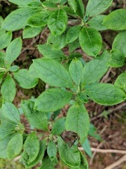 Rhododendron pilosum