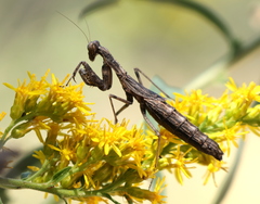 Litaneutria ocularis