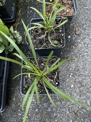 Liatris spicata