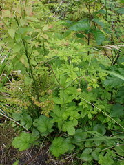 Geum macrophyllum