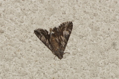 Melipotis jucunda