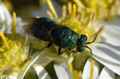 Chrysidinae