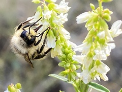 Bombus flavidus