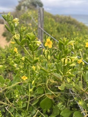 Roepera billardierei