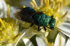 Chrysidinae