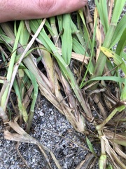 Cenchrus echinatus
