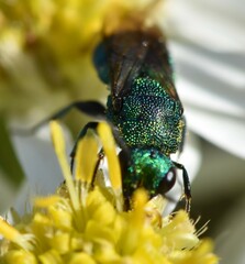 Chrysidinae