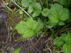 Geum macrophyllum