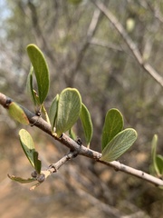 Ceanothus cuneatus