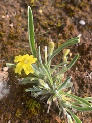 Goodenia willisiana