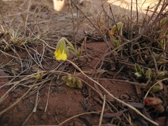 Hermannia lancifolia