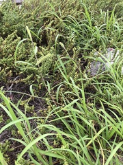 Cenchrus echinatus