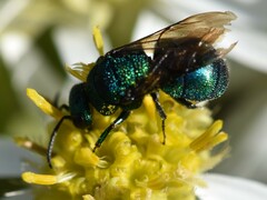 Chrysidinae