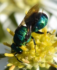 Chrysidinae