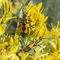 Chauliognathus deceptus