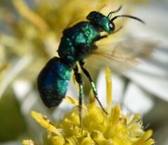 Chrysidinae
