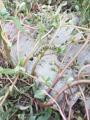 Euscirrhopterus gloveri