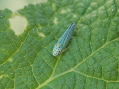 Graphocephala atropunctata